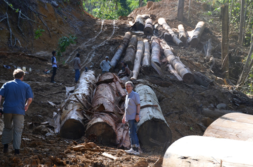 harvesting site, East Kalimantan